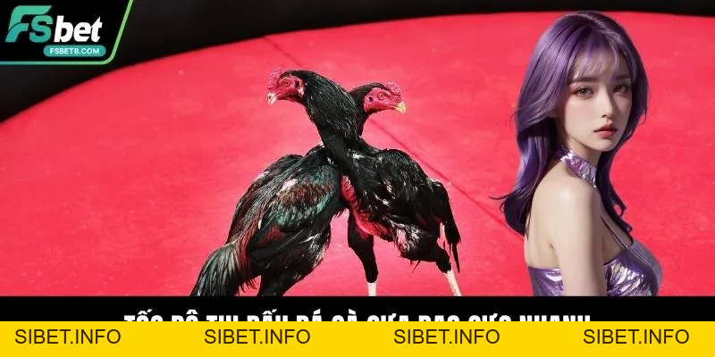 Đá Gà Cựa Dao - Nơi Những Chiến Kê Thỏa Sức Thi Đấu - SIBET.INFO