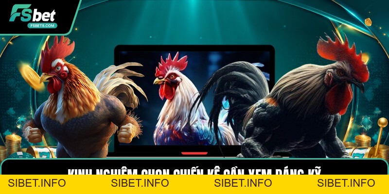 Kinh Nghiệm Chọn Chiến Kê - Cách Xem Chiến Kê Chuẩn - SIBET.INFO